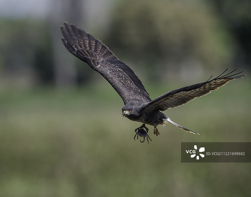 抓着螃蟹的蜗鸢图片素材