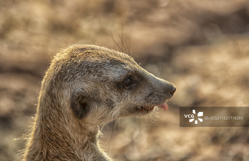 猫鼬的大头照(Suricata suricatta)图片素材
