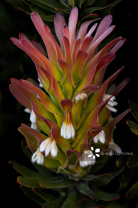 米梅特斯图片素材