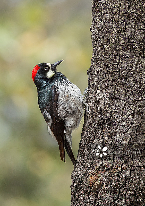 橡实啄木鸟图片素材