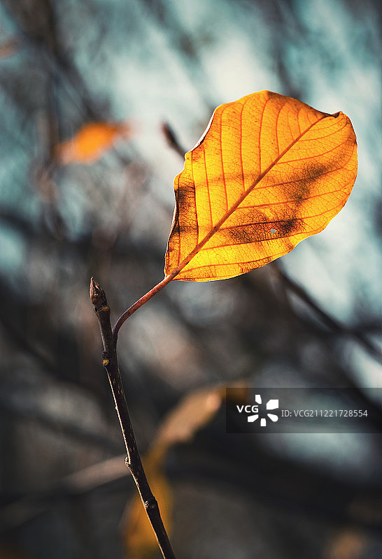 树枝上最后一片叶子的泛黄图片素材