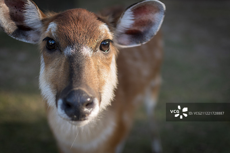 西塔通加羚羊图片素材