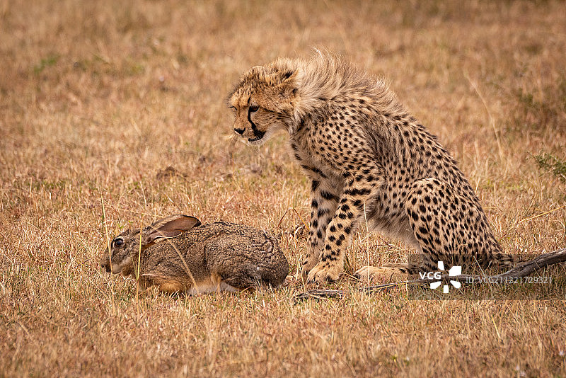 猎豹幼崽观察着稀树草原上的灌丛野兔图片素材