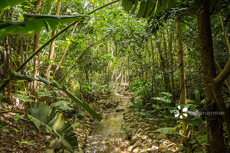 三亚热带天堂森林公园景观图片素材