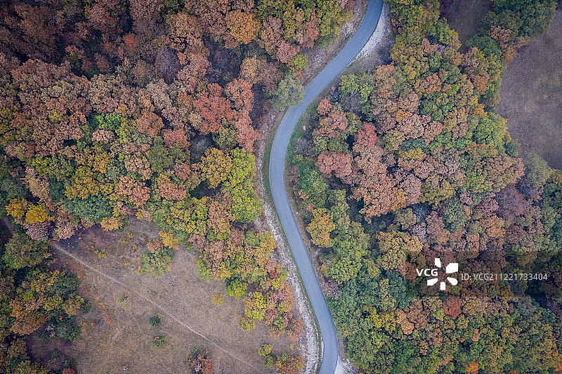 秋季树木间的道路鸟瞰图图片素材
