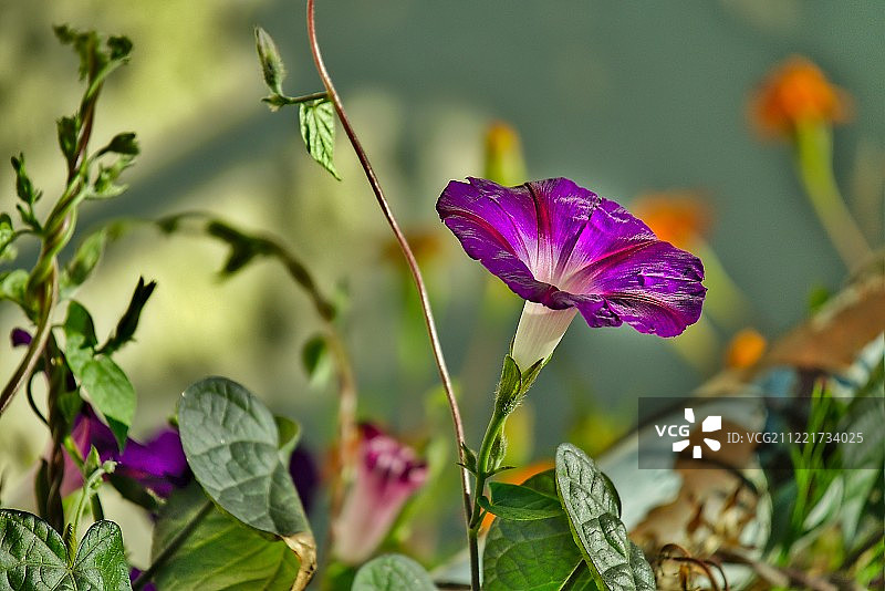 番薯花图片素材