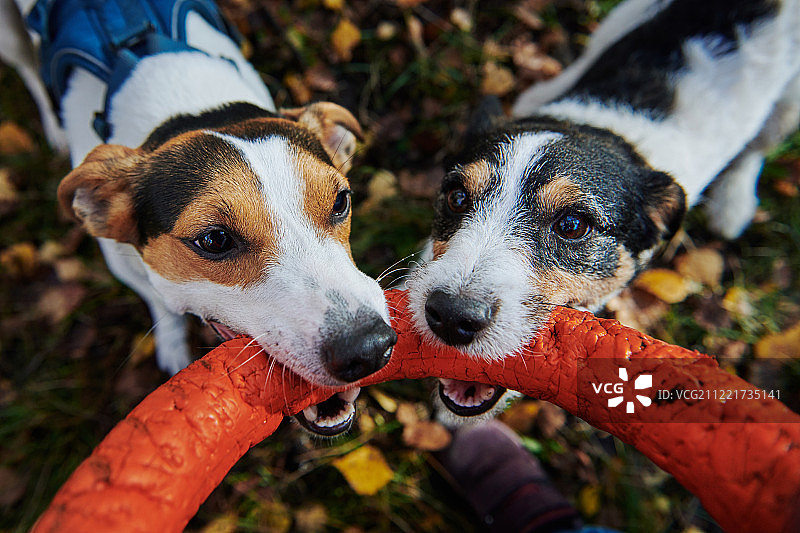 杰克罗素梗犬争夺木棍图片素材