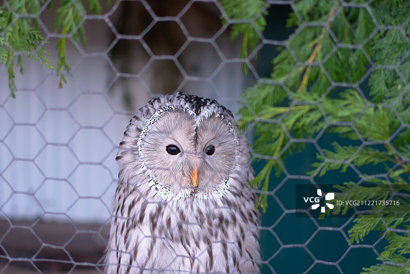 美丽的猫头鹰图片素材
