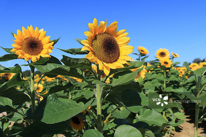蓝黄绿图片素材