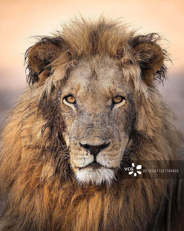 一头名为布隆迪的狮子图片素材