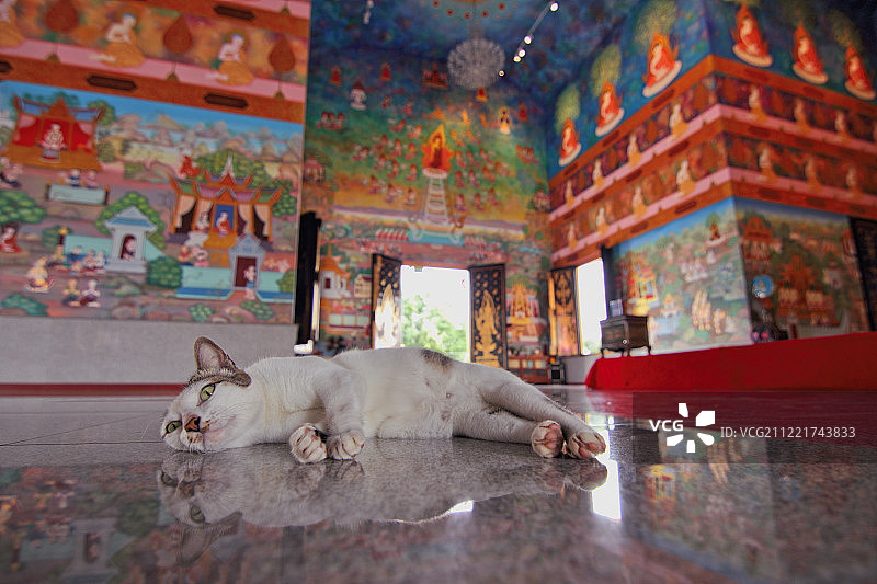 泰国董里府寺庙里慵懒的猫图片素材