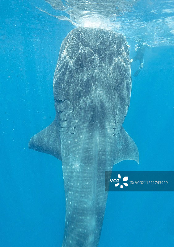 海上鲸鱼（鲸目动物）图片素材