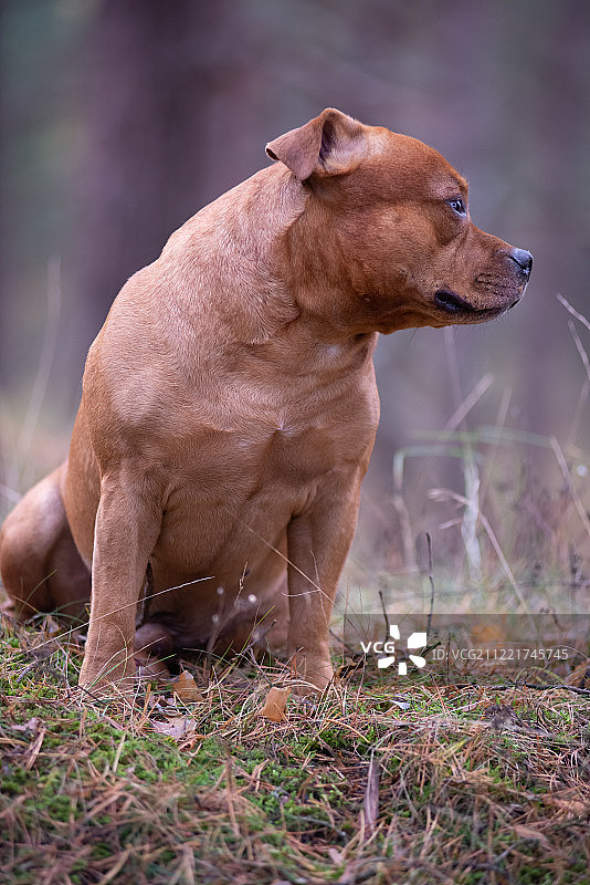 雄伟的斯塔福德郡斗牛梗图片素材