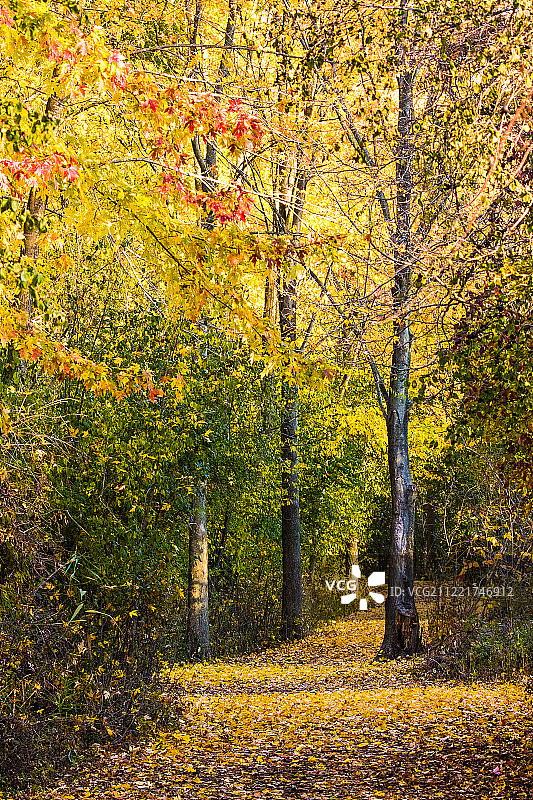 秋日小径图片素材