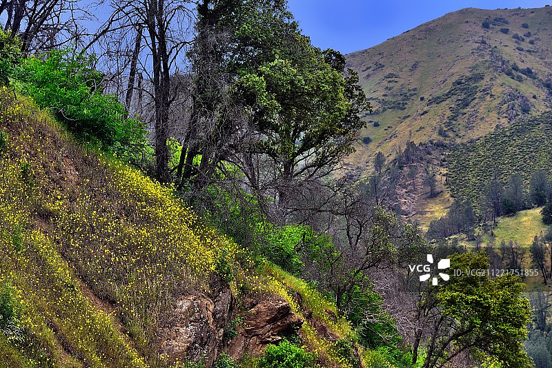 加利福尼亚山坡上的野花和树木图片素材