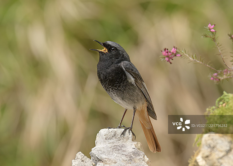 红尾鸲图片素材