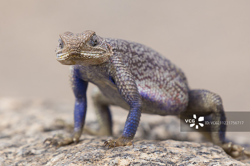 坦桑尼亚塞伦盖蒂国家公园的姆万扎平头岩蜥图片素材