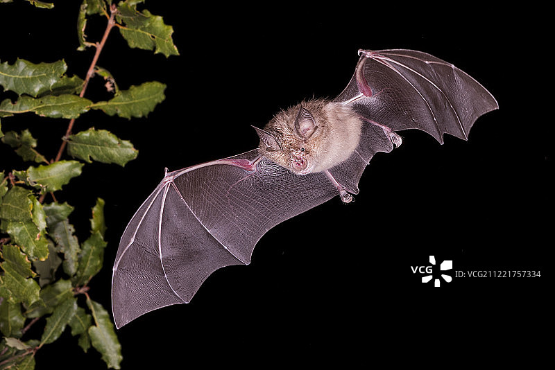 大蹄蝠图片素材