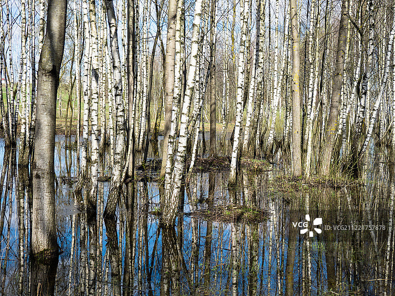 沼泽地图片素材