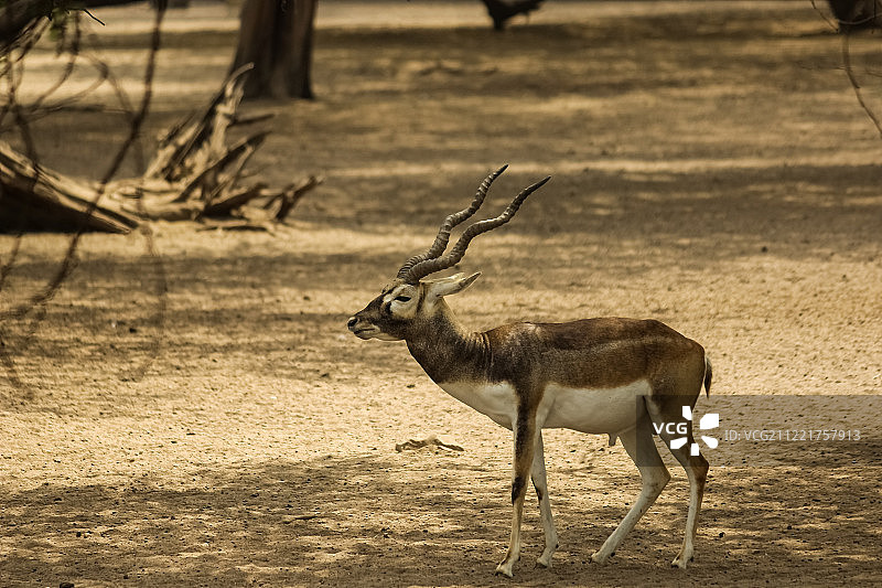蓝牛羚，亚洲最大的羚羊图片素材