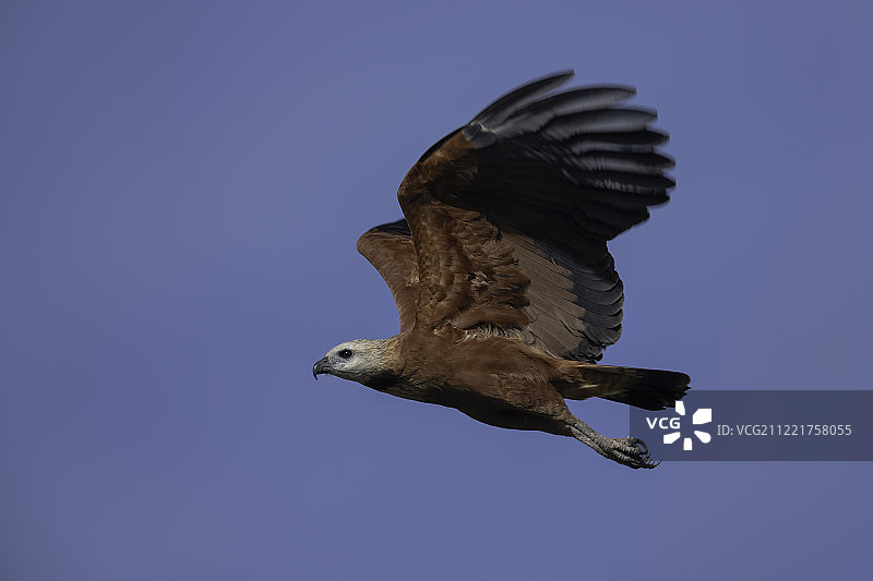 黑领隼图片素材