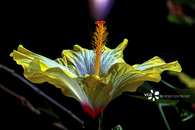 黄色芙蓉花图片素材