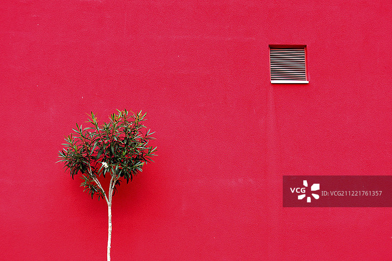 红墙和灌木图片素材