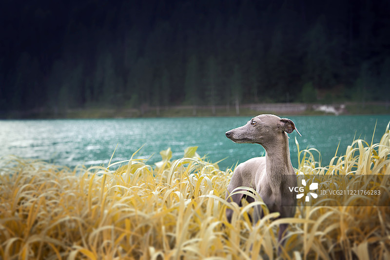 eva nei prati图片素材