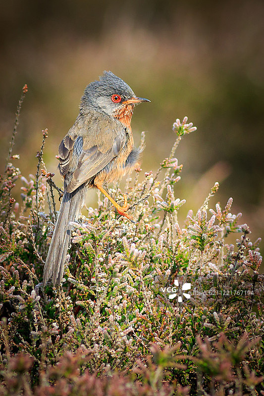 达特福德莺图片素材