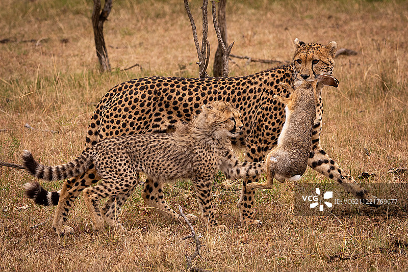 猎豹与幼崽和草原兔同行图片素材