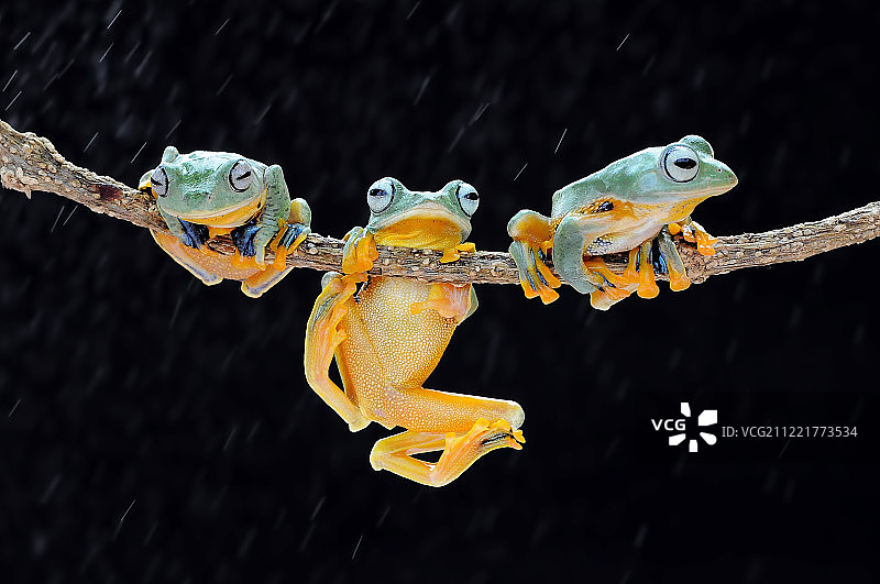 飞翔的青蛙图片素材