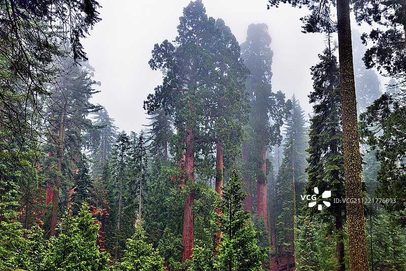 红杉和常绿树的停车场景观图片素材
