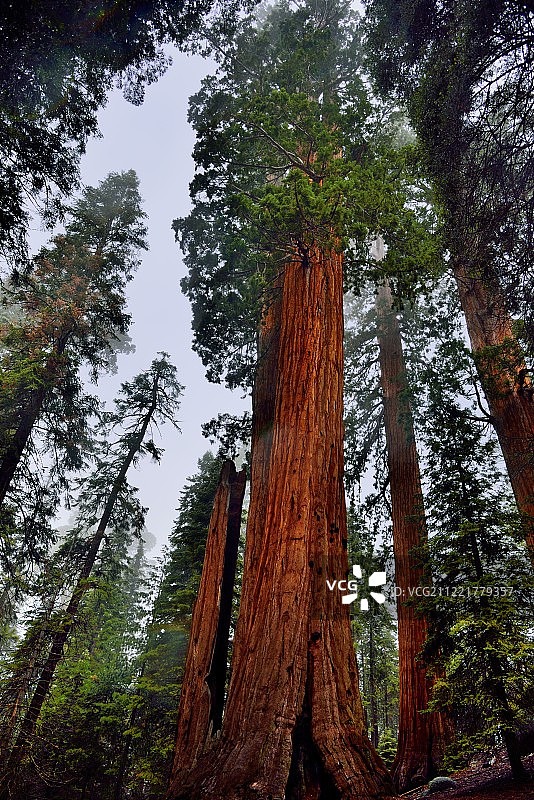高大的红杉树图片素材