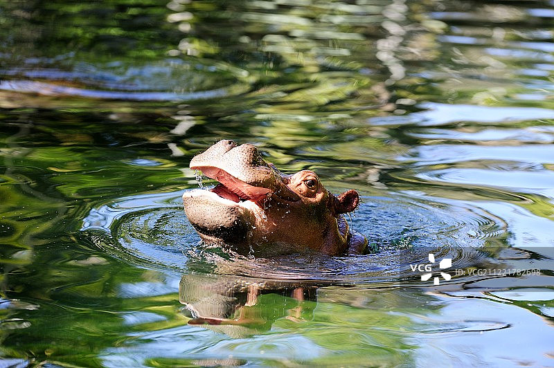 湖中河马的景色图片素材
