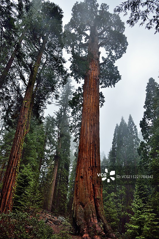 格兰特将军树图片素材