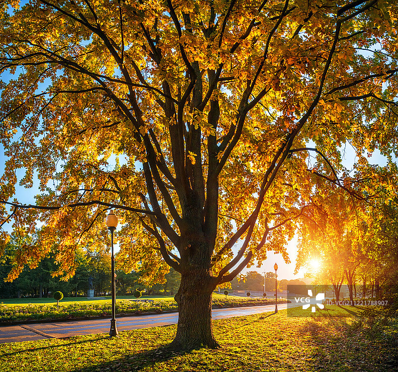 秋天的橡树图片素材