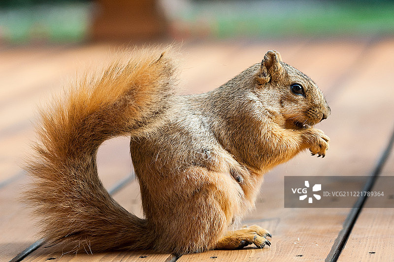 饥饿的妈妈图片素材