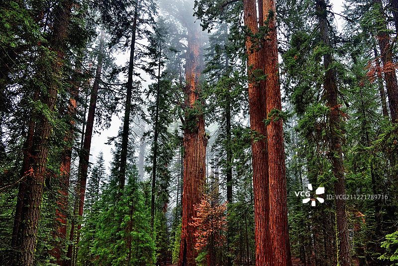 红色与绿色图片素材