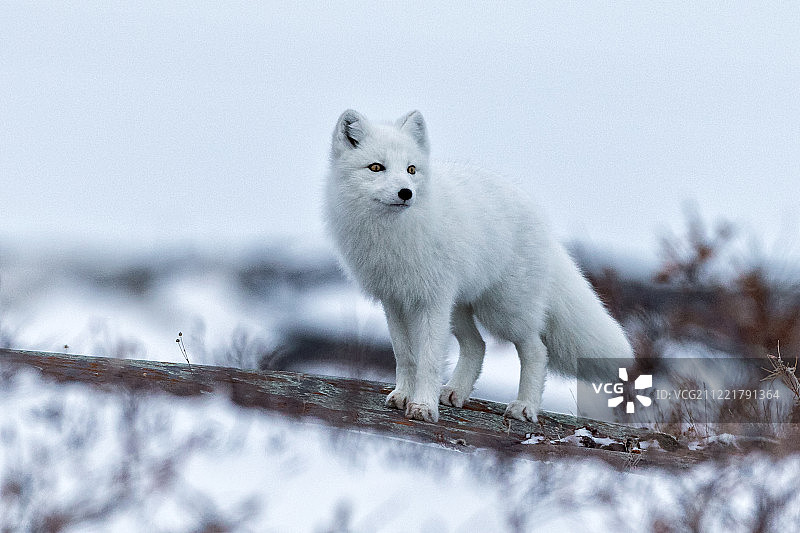 北极狐图片素材