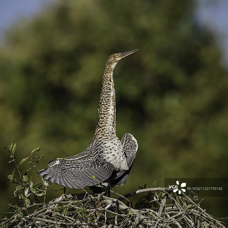 栗虎鹭幼鸟图片素材