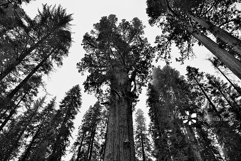 扭曲（黑白）图片素材