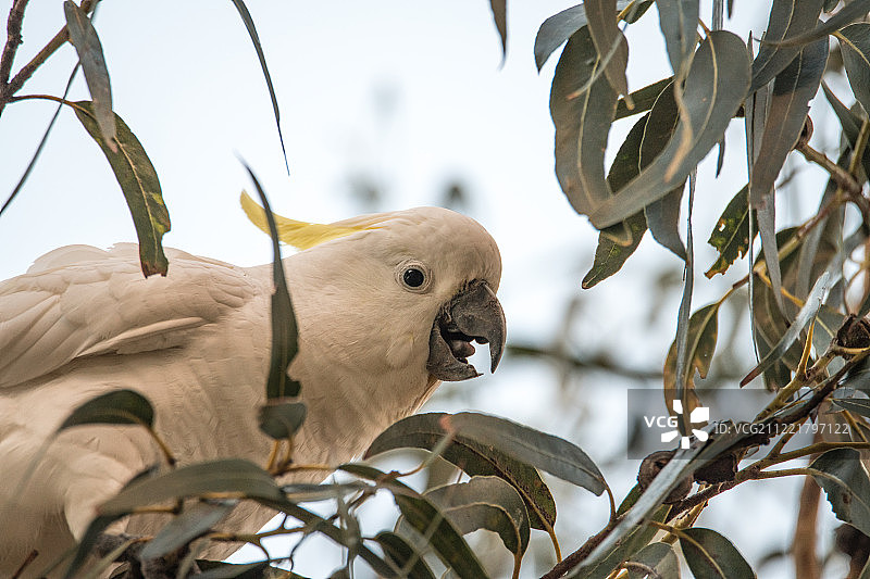 在树叶中的白色葵花鹦鹉（Cacatua alba）图片素材