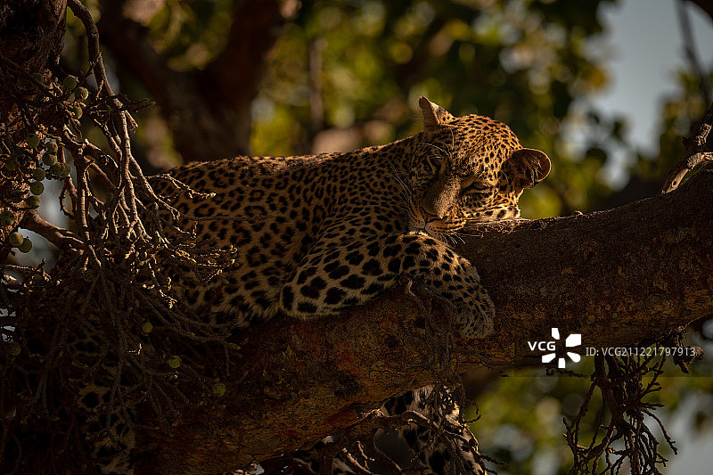 豹子在树枝上慵懒地躺着特写图片素材