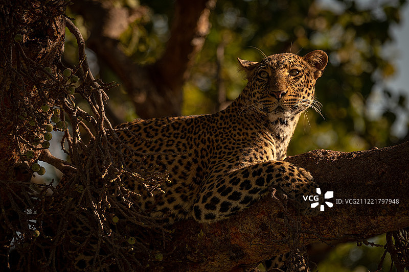 树枝上向上看的豹子特写图片素材