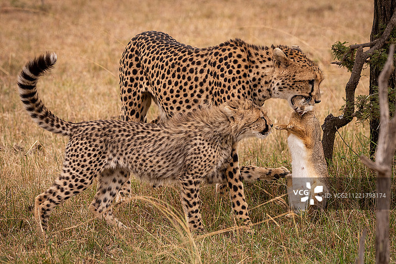猎豹抓住幼崽，爪子挠着野兔图片素材