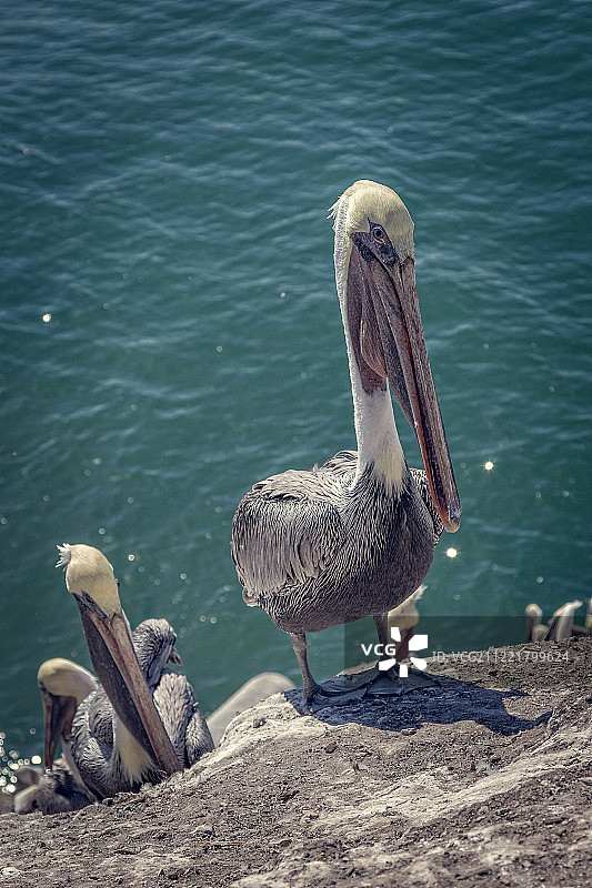 褐鹈鹕图片素材