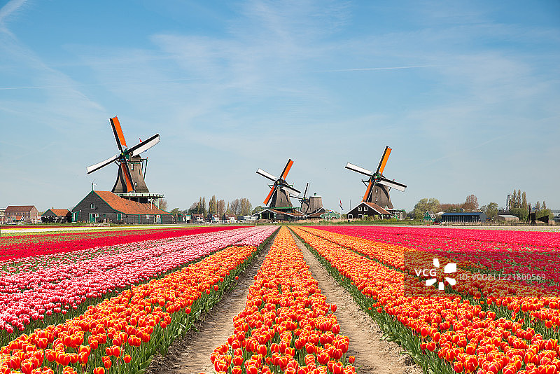 荷兰郁金香花束和风车景观图片素材
