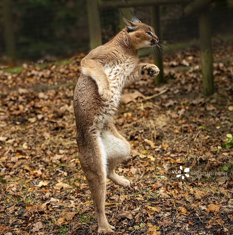各就各位！图片素材