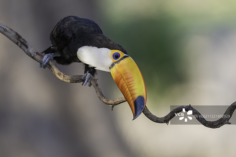 体罚巨嘴鸟图片素材