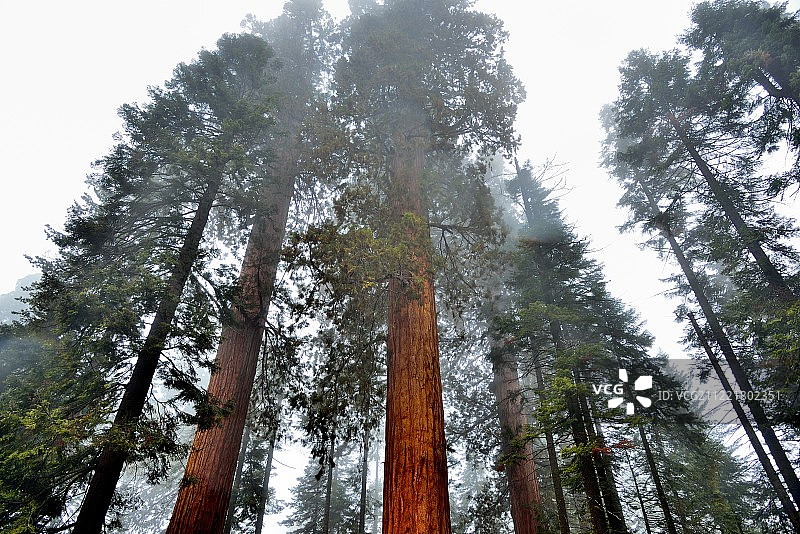 高耸的红杉树直插云霄图片素材